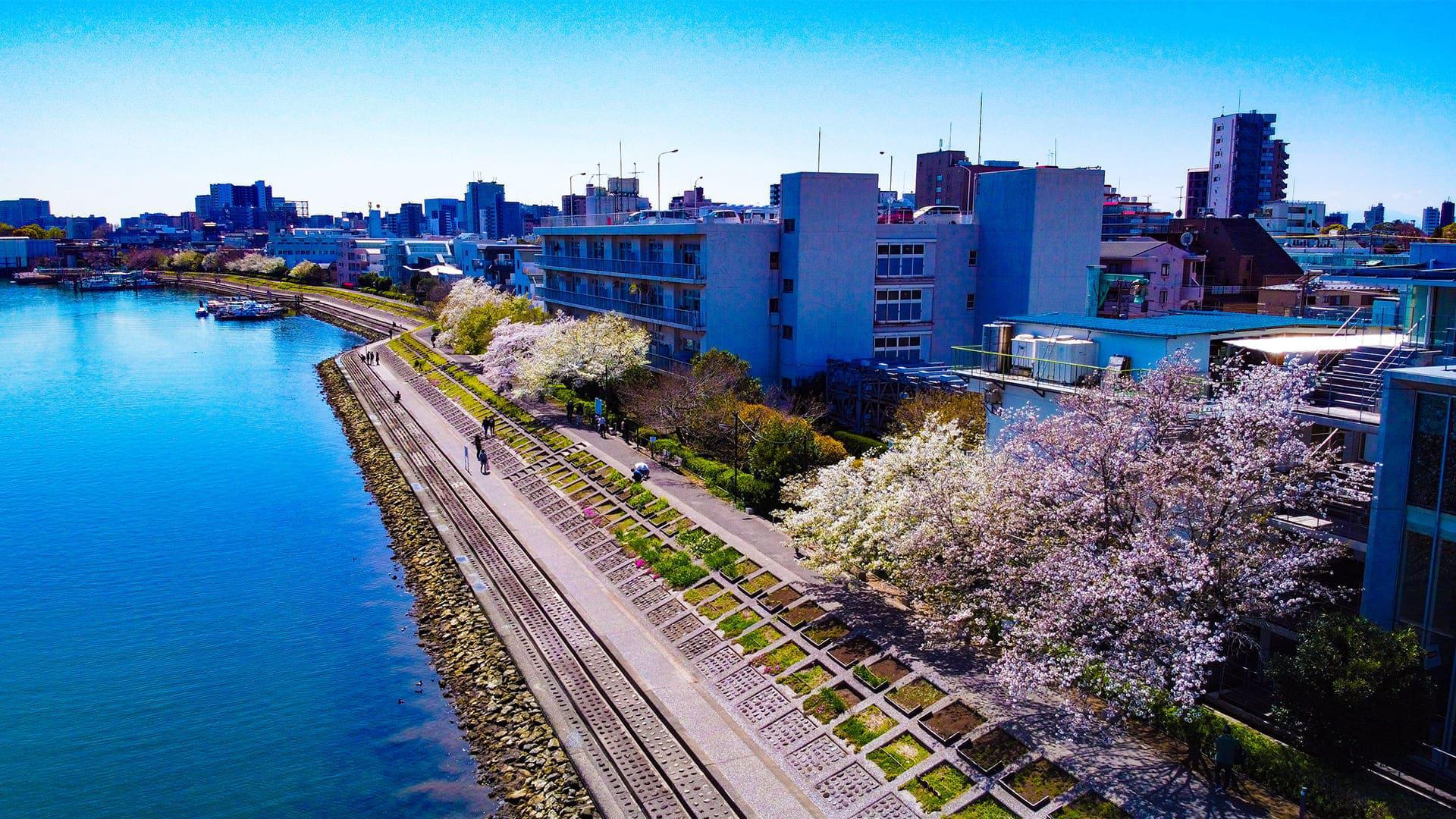 しながわ花海道