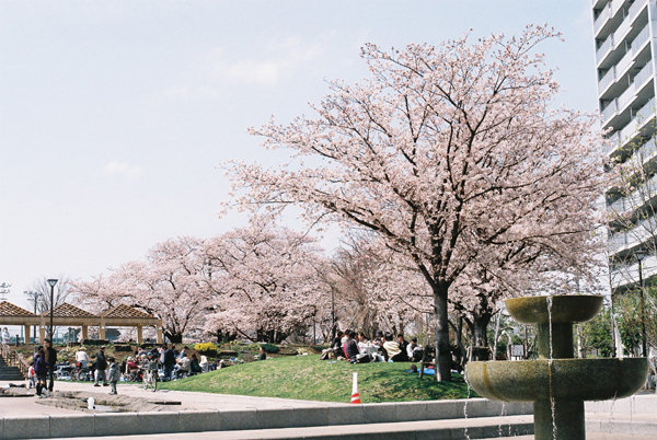しながわ中央公園桜