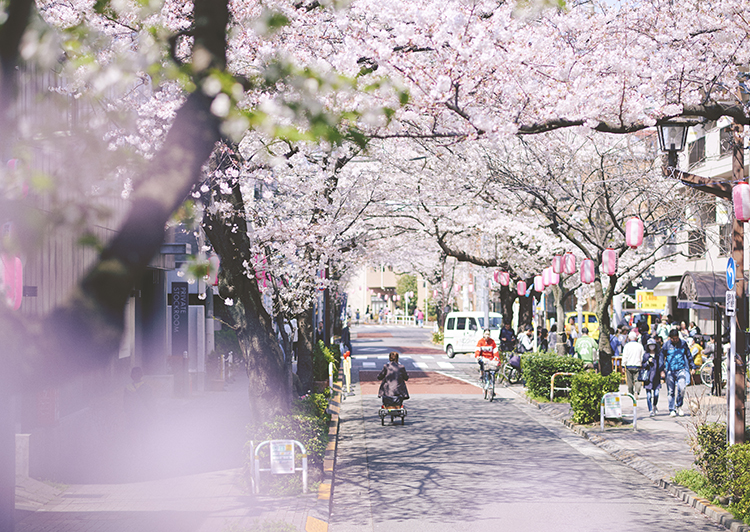 立会道路 桜の散歩道