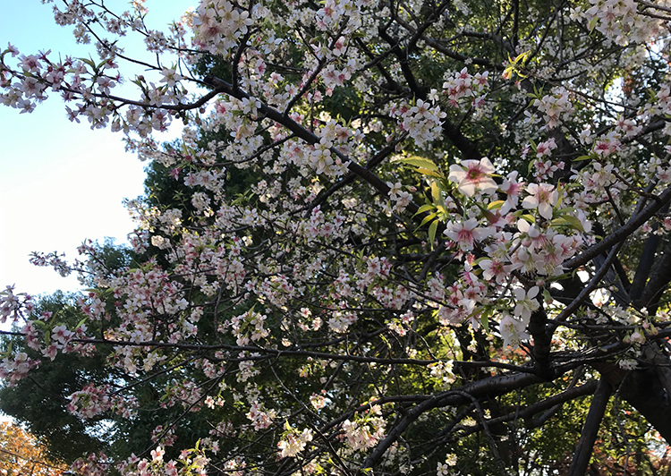 戸越公園ヒマラヤザクラ