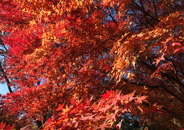 池田山公園紅葉2018