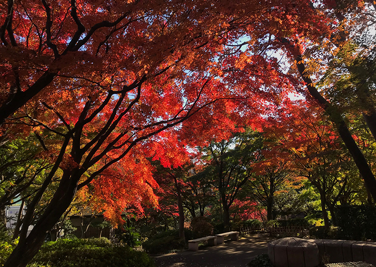 池田山公園紅葉2018
