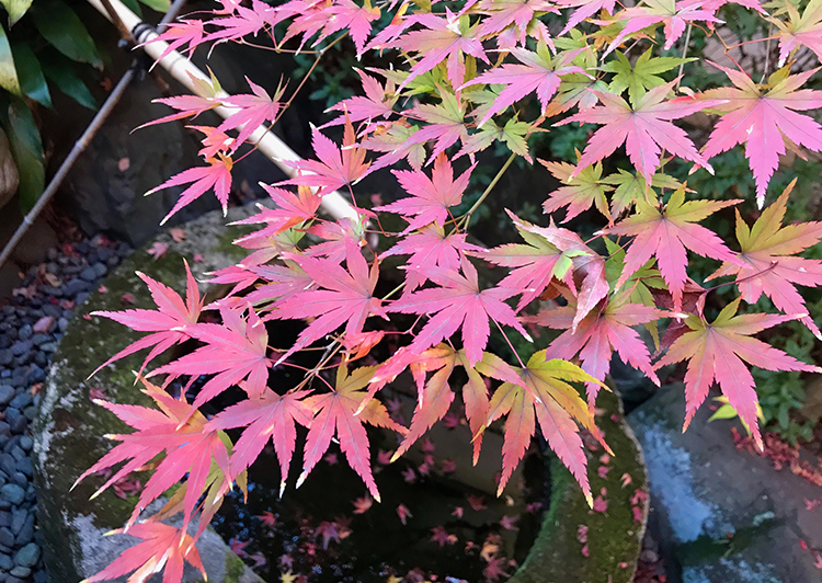 池田山公園紅葉2018