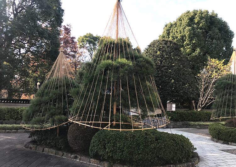 松の雪吊り戸越公園