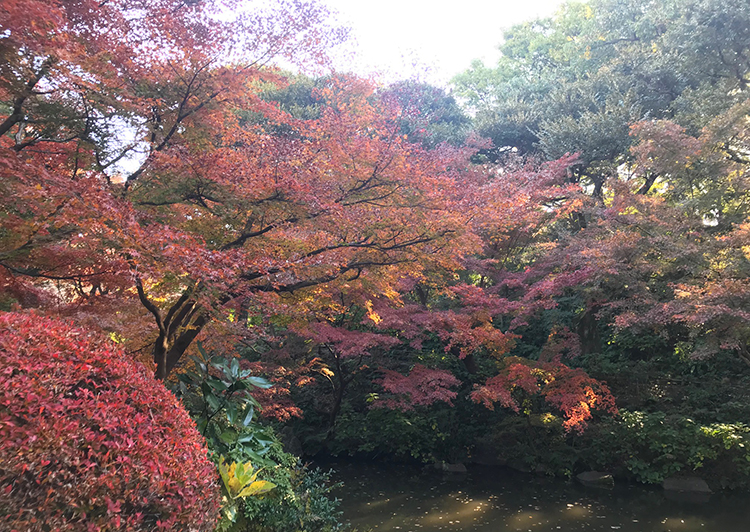 池田山公園紅葉2018