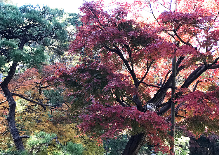 戸越公園紅葉2018