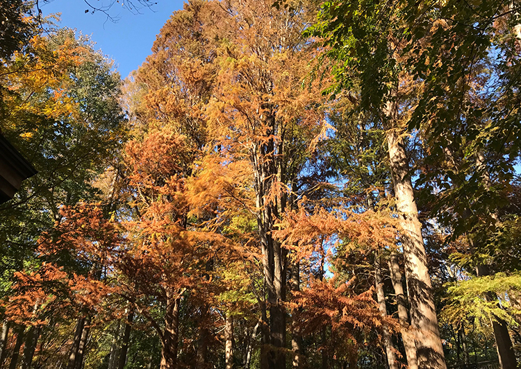 林試の森ラクウショウ