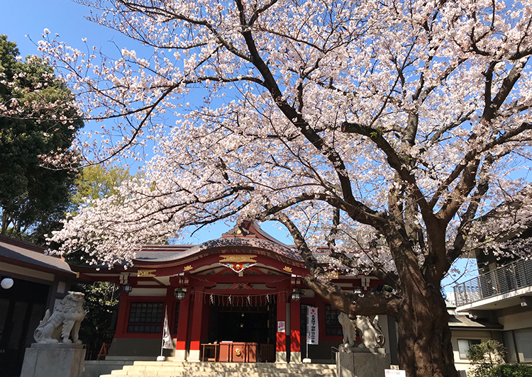 旗岡八幡神社桜20190403