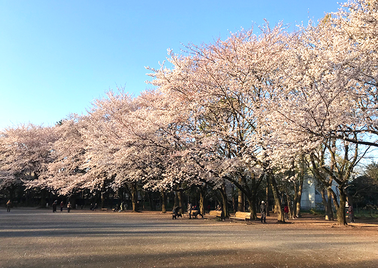 林試の森公園桜20190403