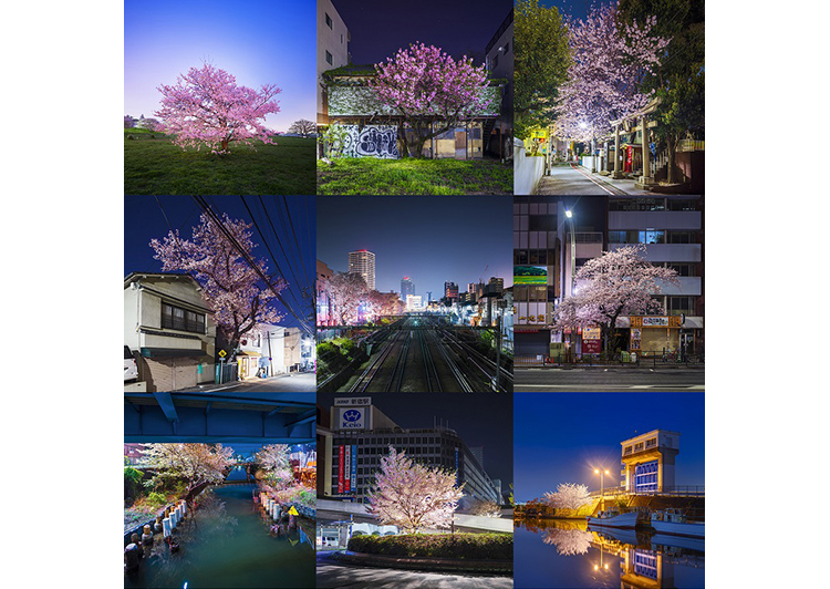 東京野良桜2019
