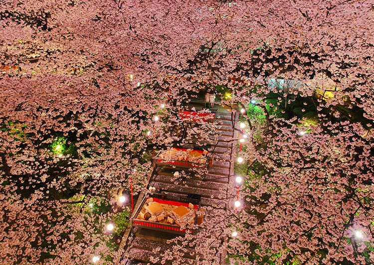 夜桜と桜桟敷席(グランドプリンスホテル高輪)