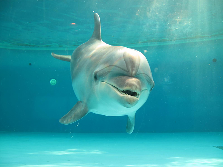 しながわ水族館「ドルフィン・トレーニングタイム」