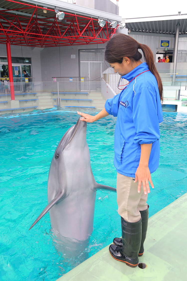 しながわ水族館 イルカショー・アシカショー