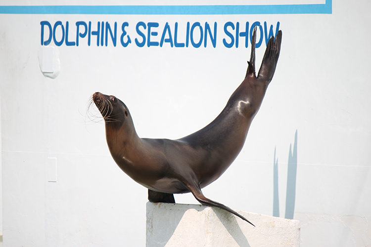 しながわ水族館 イルカショー・アシカショー