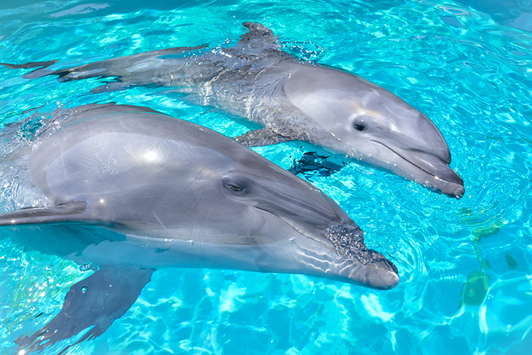しながわ水族館「ドルフィン・トレーニングタイム」