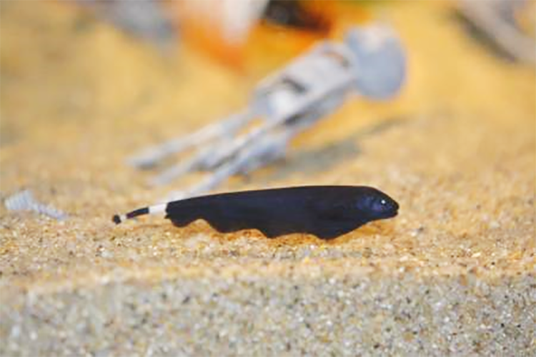 しながわ水族館 ハロウィン