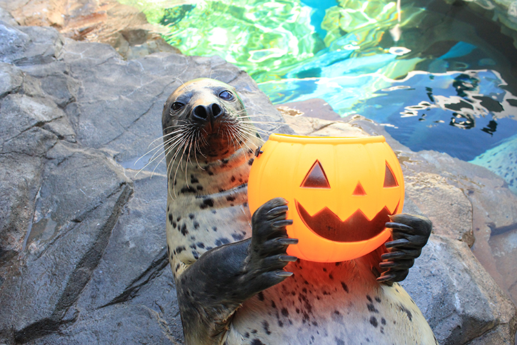 しながわ水族館 ハロウィン