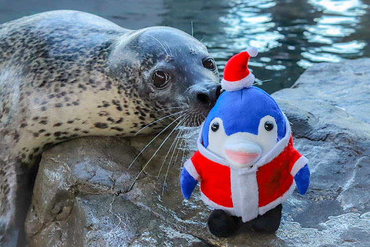 しな水のクリスマス2019