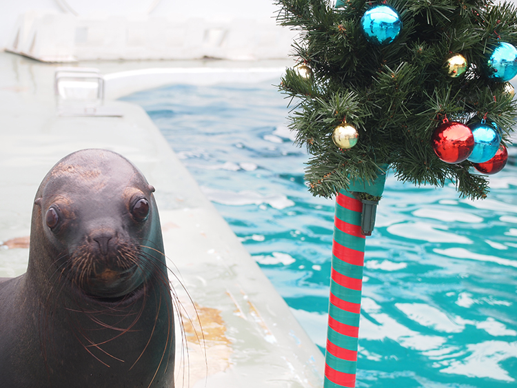 しな水のクリスマス2019