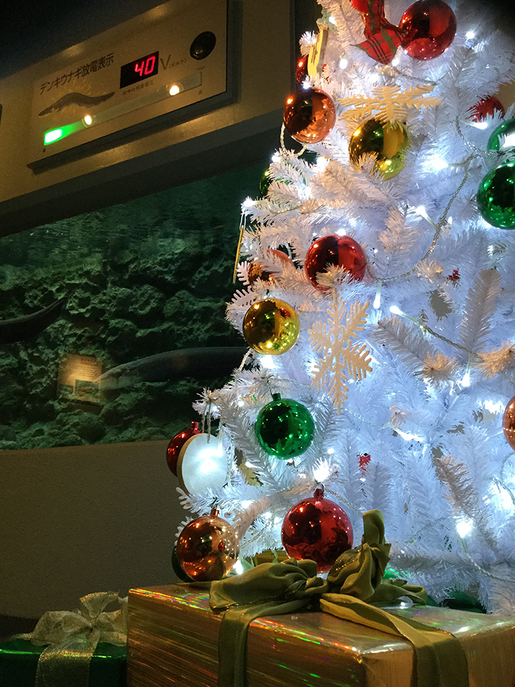 しな水のクリスマス2019