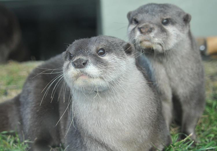 しながわ水族館「にょろにょろ展」
