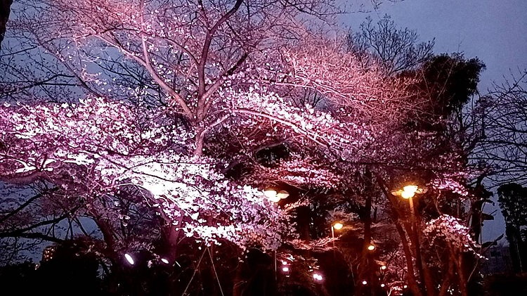 御殿山　桜　ライトアップ