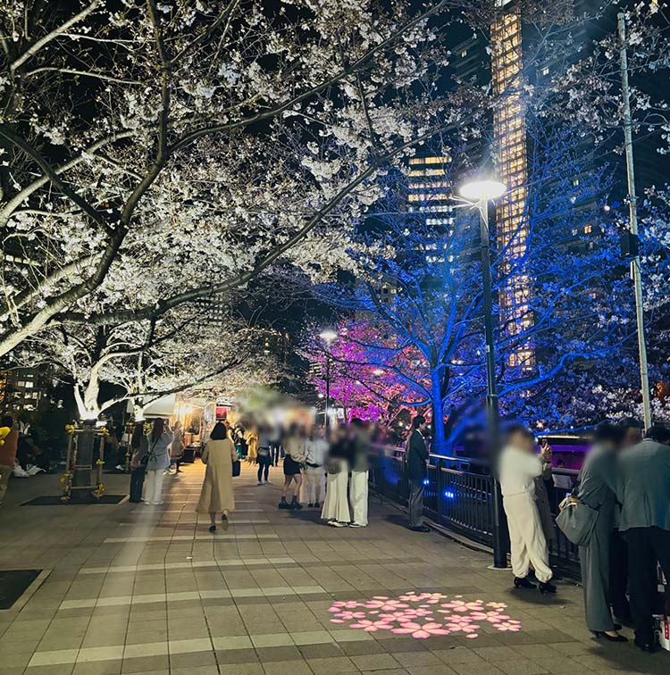 桜のライトアップ 五反田ふれあい水辺広場