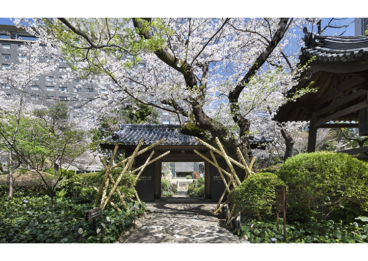 高輪 桜まつり2026（編集済）アイキャッチャ