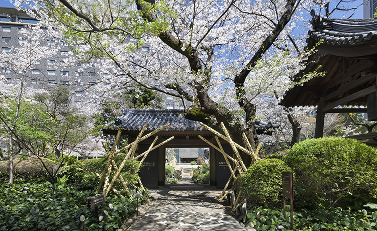 高輪 桜まつり2026(編集済)